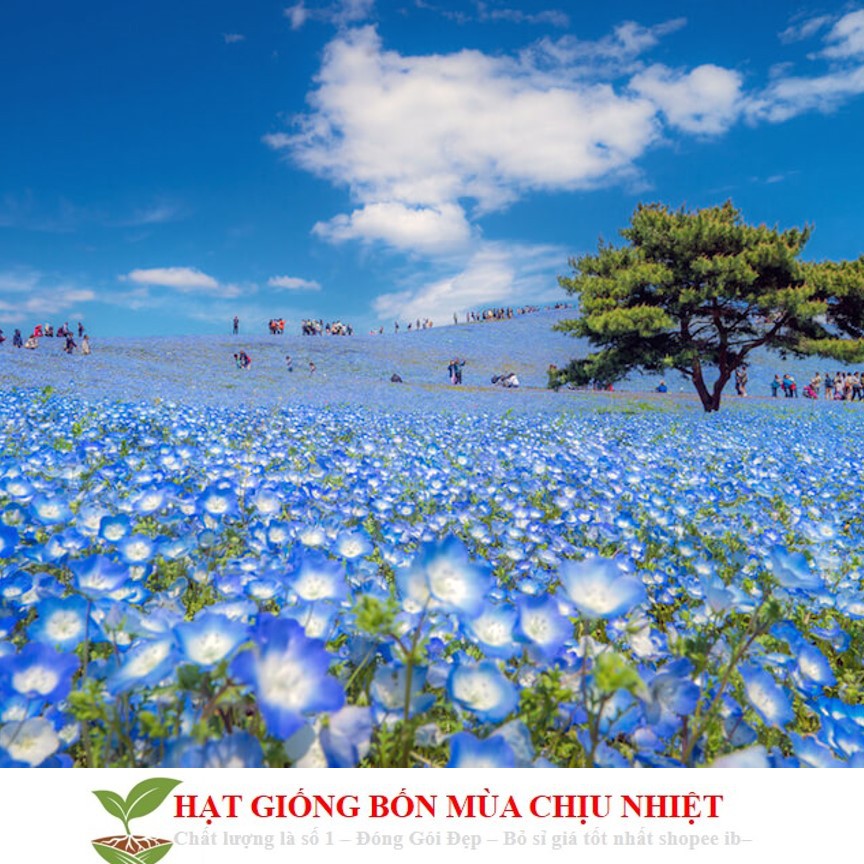 MJ83 GÓI 20 Hạt Giống Hoa Tình Yêu - BABY BLUE (Nemophila)