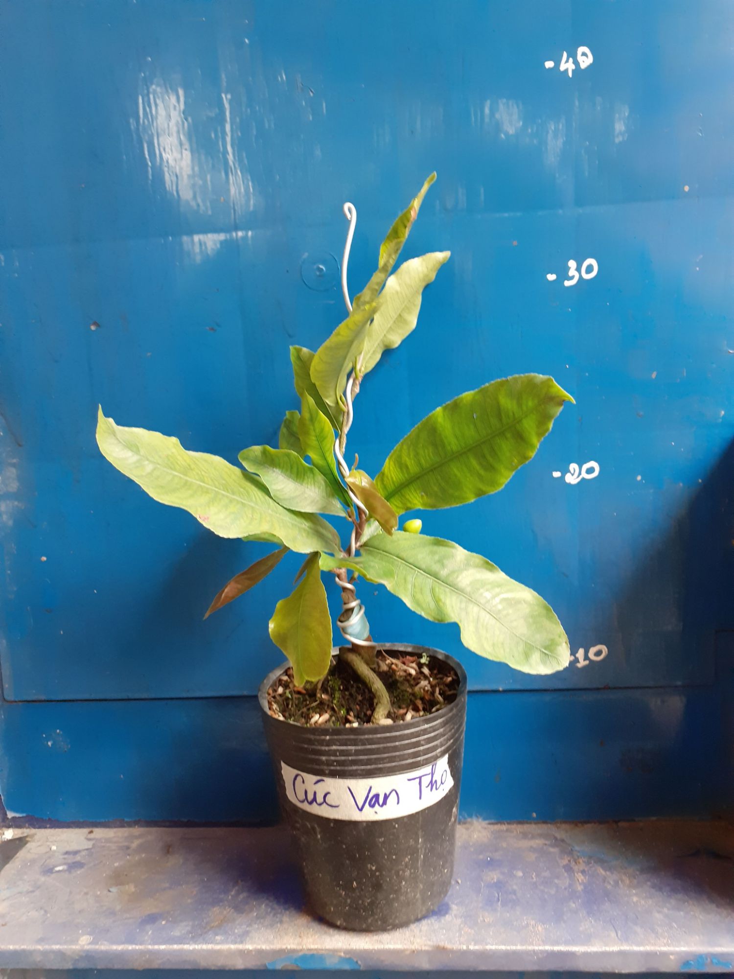 Mai Cúc Vạn Thọ Mini