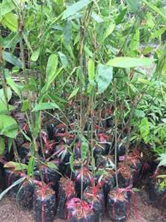 Cây TRE KHỔNG LỒ THÁI LAN