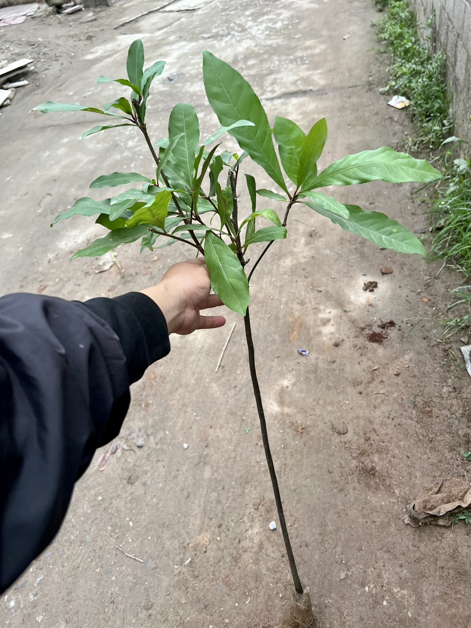 Cây lộc vừng giống cao 1m