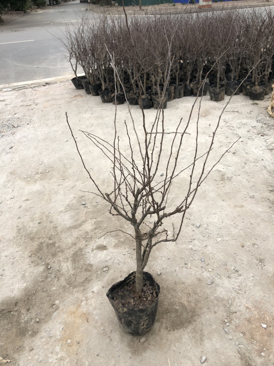 Cây giống mai đỏ Nhật cao 60 - 70cm (ảnh thật số 2)
