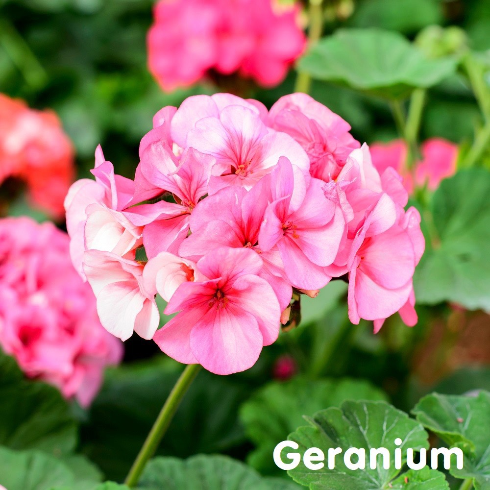 Tinh dầu Phong lữ Geranium Essential Oil