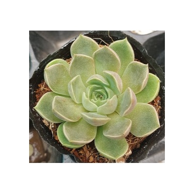 sen đá đế vương hồng