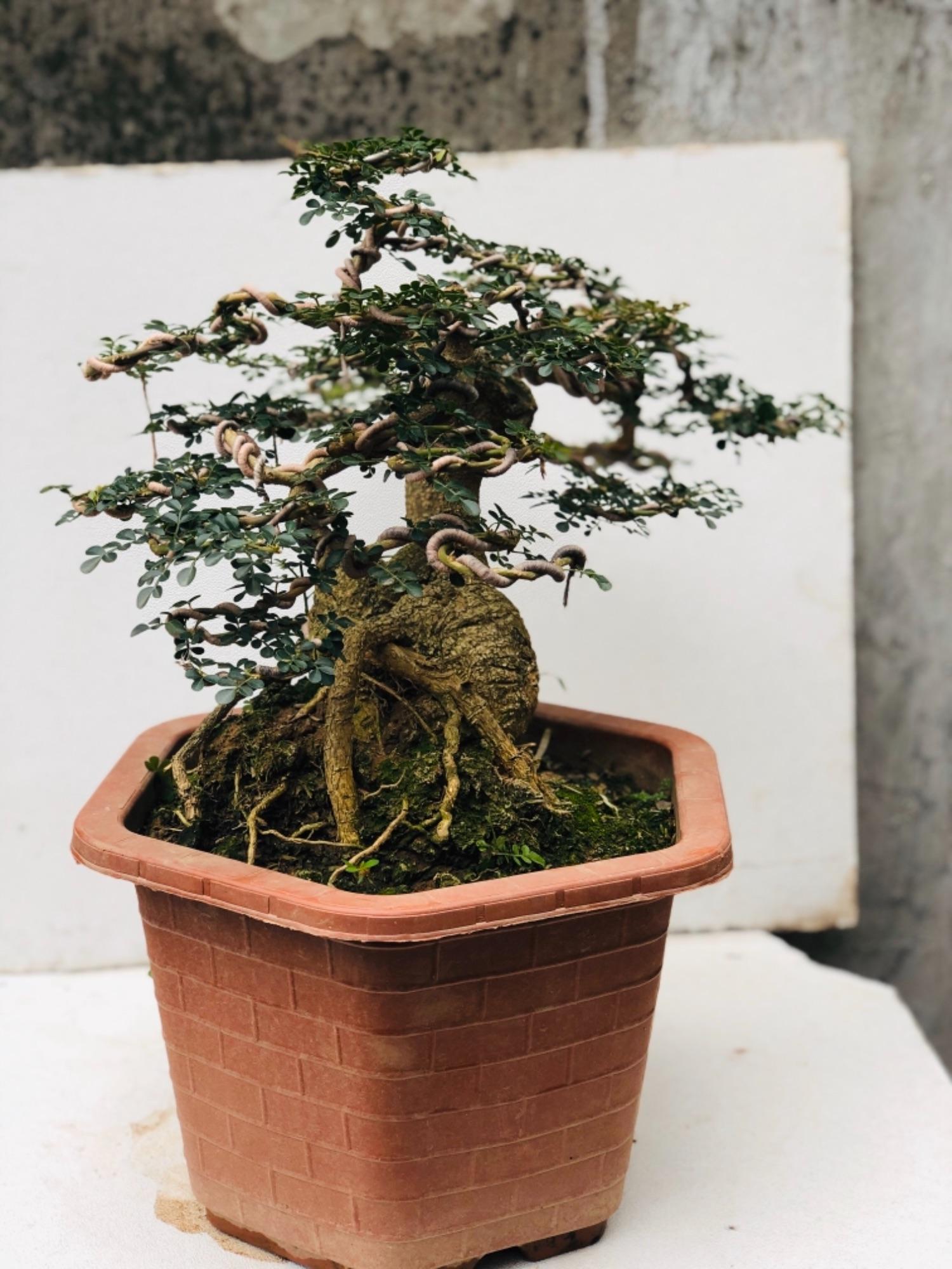 Cây cần thăng bonsai lâu năm..