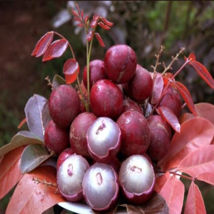 (SỐC VỀ GIÁ) (shop uy tín vàng) CÂY GIỐNG NHÃN TÍM SIÊU QUẢ SIÊU KINH TẾ-CAM KẾT GIỐNG CHUẨN F1 QUÁ ĐẸP