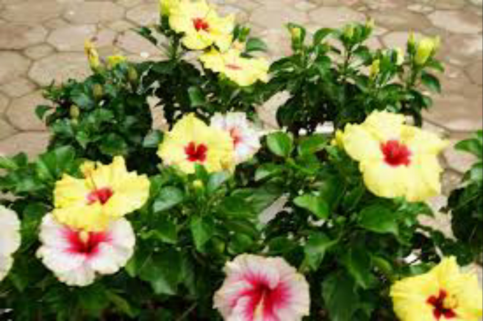 Set 2 Túi Hạt Giống Hoa Dâm Bụt Lùn F1. Mỗi Túi 10 Hạt Chất Lượng Cao