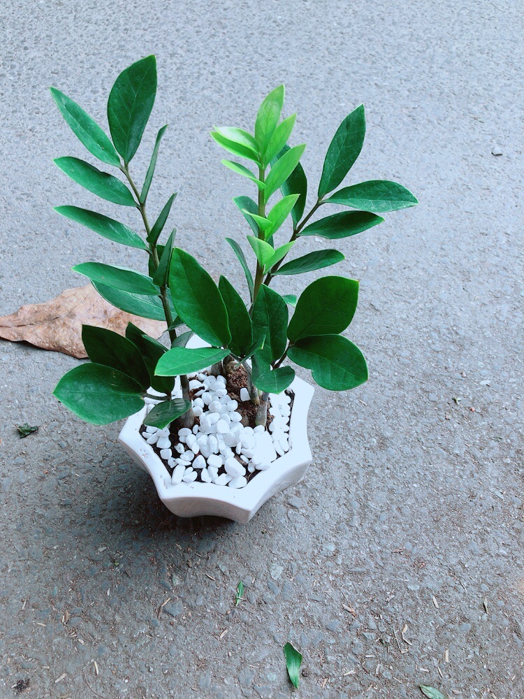 [HCM]Chậu Cây Kim Tiền Thái
