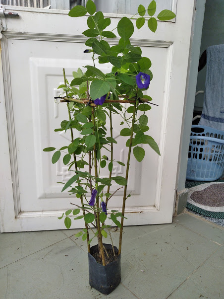 Cây hoa đậu biếc