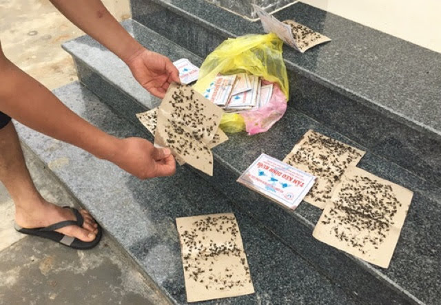 Tấm keo dính ruồi, bẫy ruồi sỉ 100 miếng