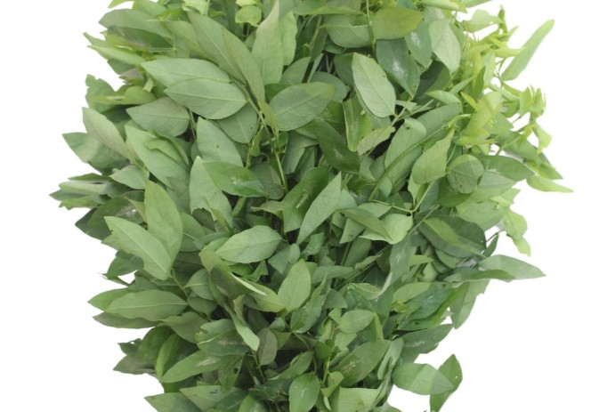 Hạt giống Rạng Đông, Hạt giống trồng rau sạch