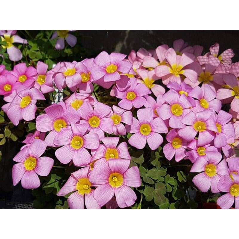 Củ hoa oxalis (5 củ giá sỉ)