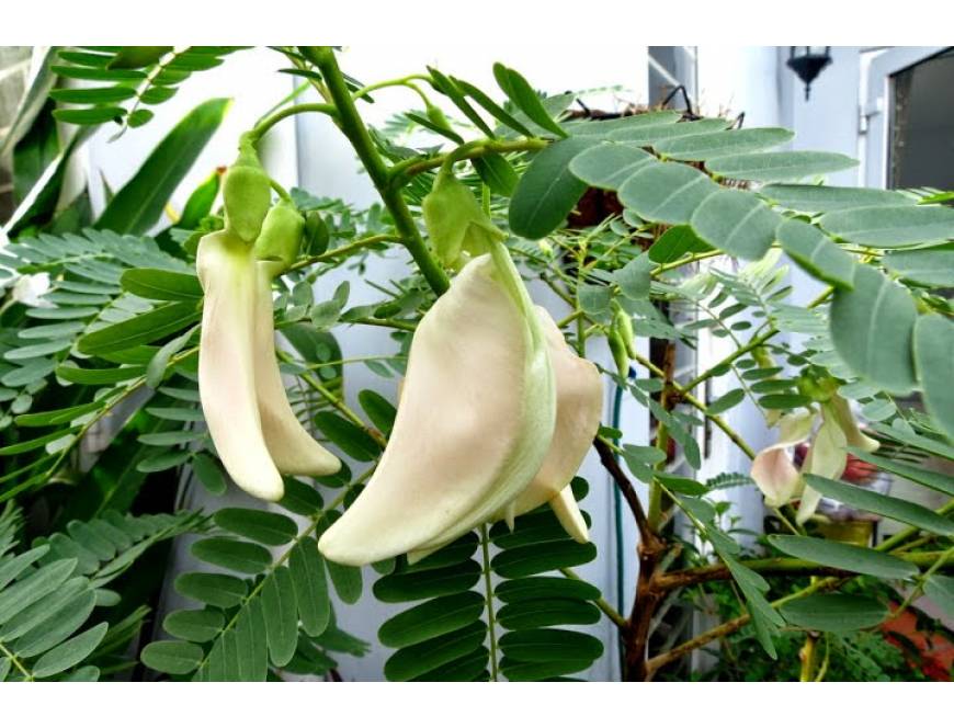 Hạt giống bông so đũa Rạng Đông
