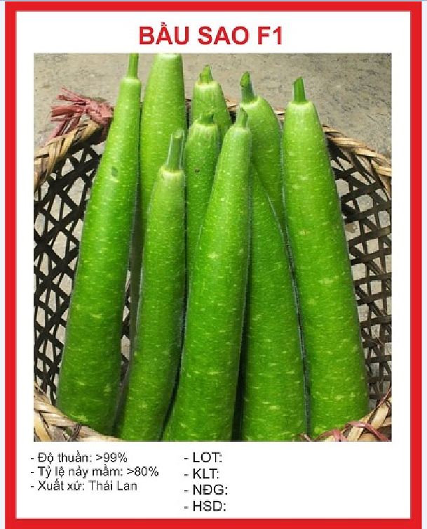 Hạt giống bầu sao siêu dài 10 hạt/gói