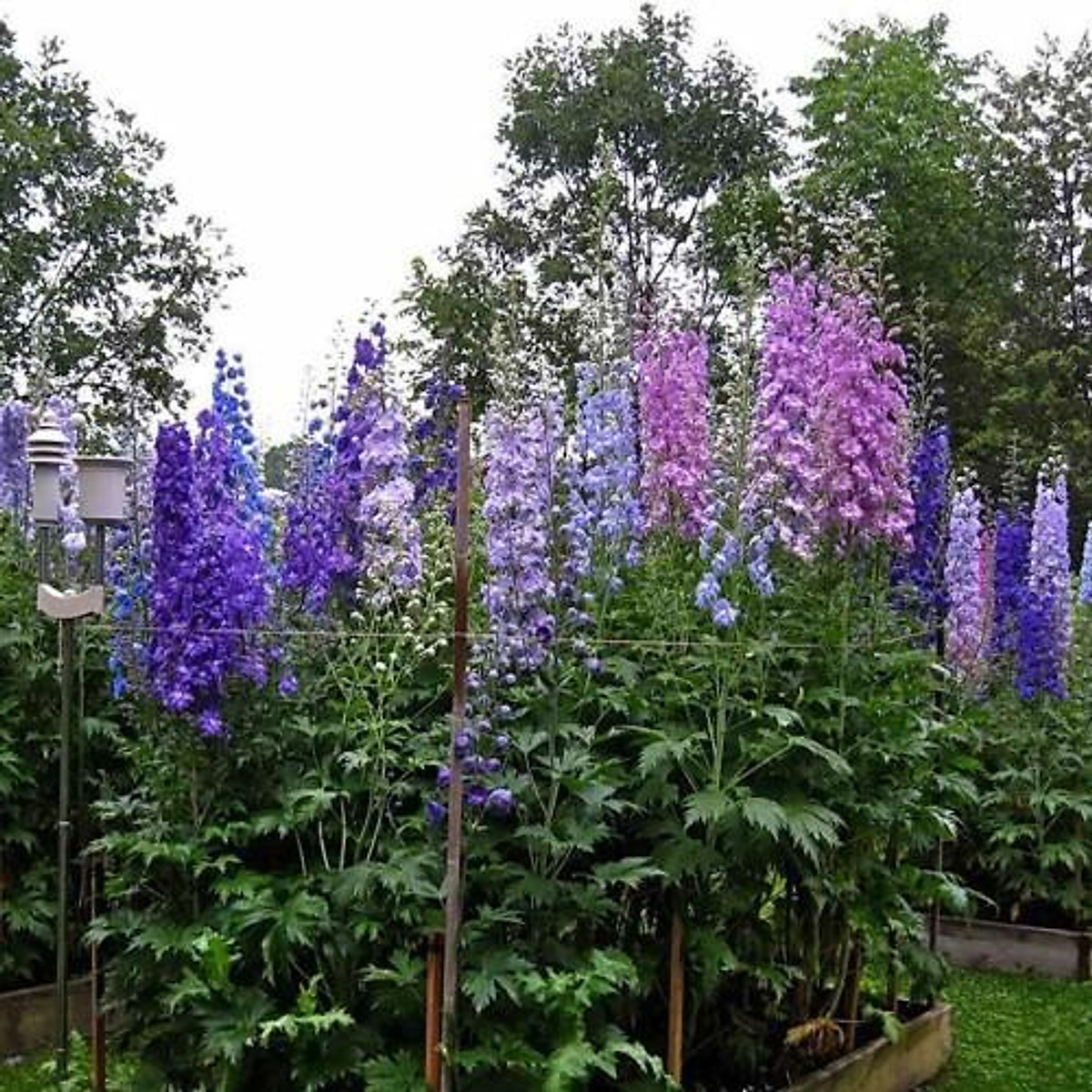 "Gói 50 Hạt " Hạt giống hoa phi yến nhiều màu