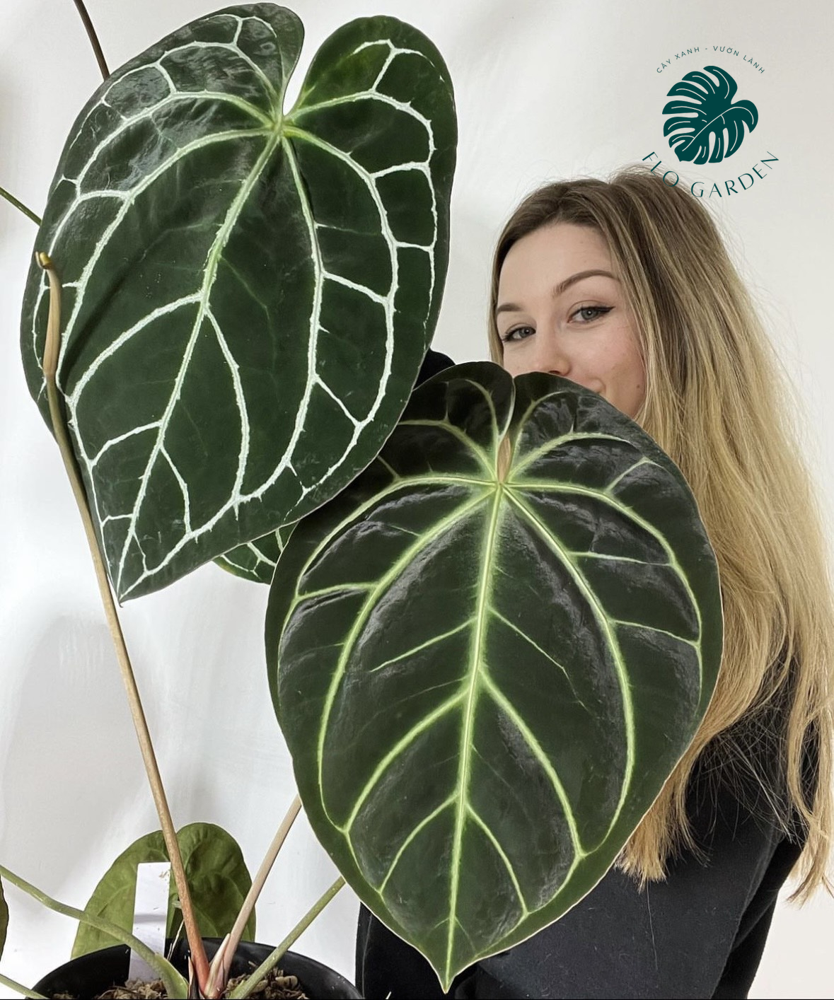Cây Hồng Môn Anthurium Crystallium