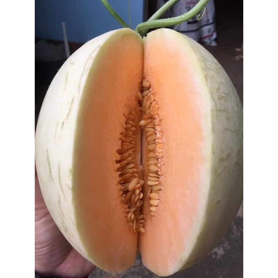DƯA ĐỎ NỮ THẦN MẶT TRỜI (CANTALOUPE )