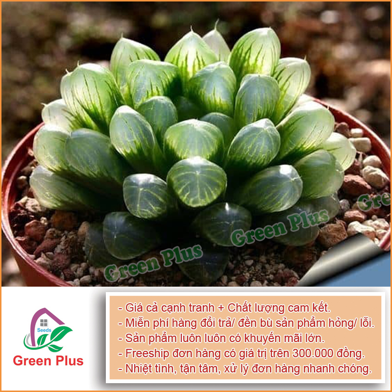 Hạt giống Sen kim cương F1- Gói 20 - 25 hạt, được cung cấp bởi Green Plus, xuất xứ Nga đóng gói tại VN, chịu nhiệt 15 – 35 độ