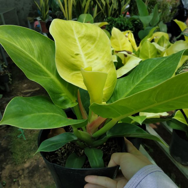 Trầu bà đế vương vàng - CayGiongTot