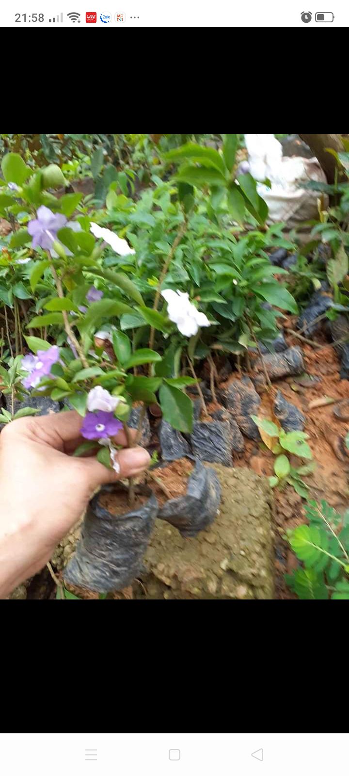 combo 10 cây giống hoa nhài nhật