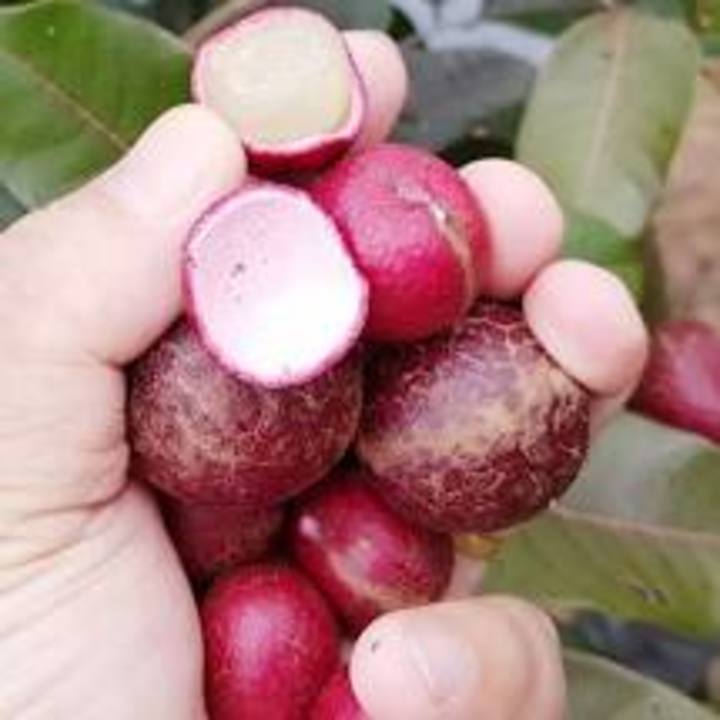 CÂY GIỐNG NHÃN TÍM