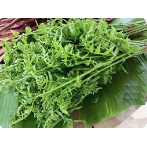 Giống cây rau dớn (bao sống)