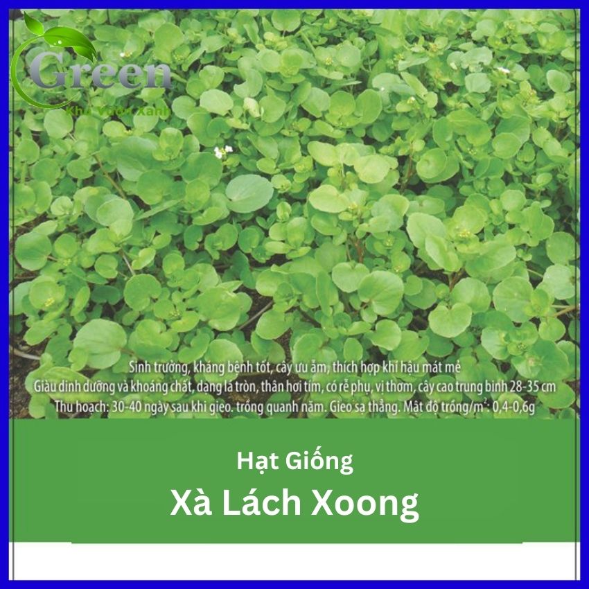 Hạt Giống Xà Lách Xoong Mỹ