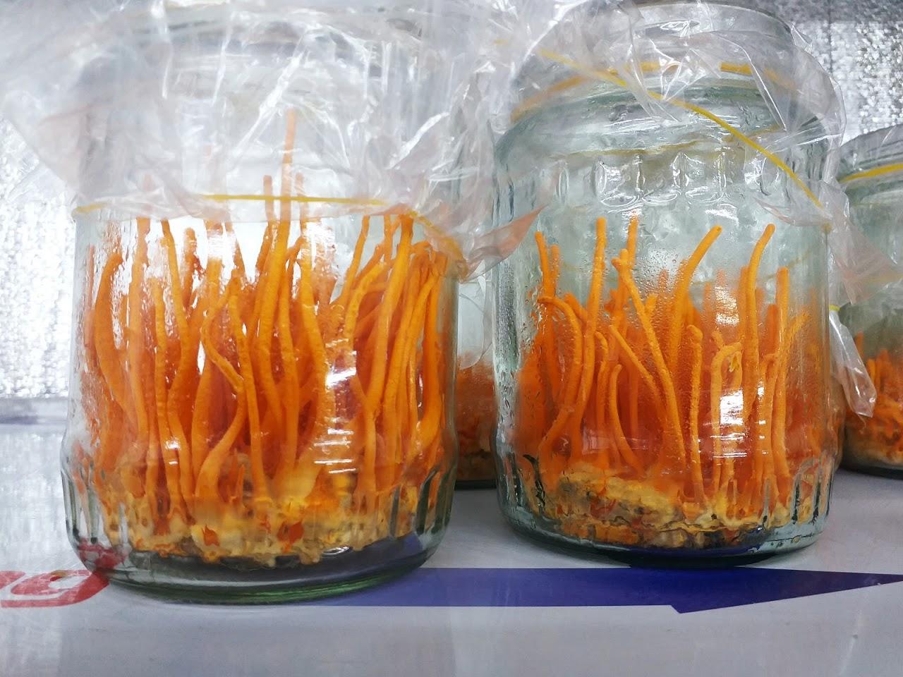 Đông Trùng Hạ Thảo ̣- Đế Sinh Khối