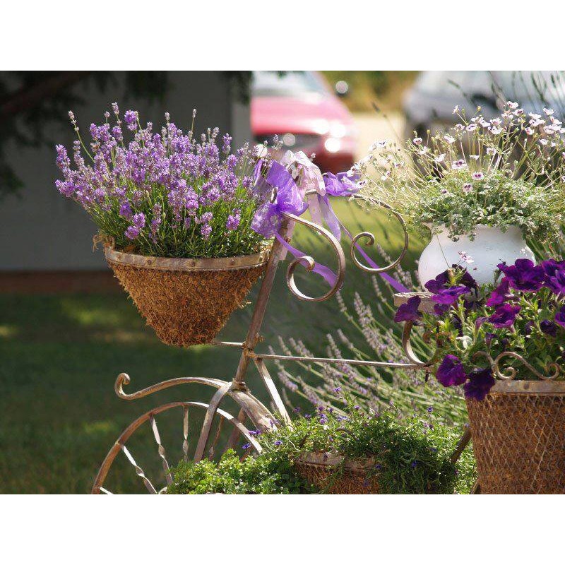 Hạt Giống Hoa Oải Hương ( Lavender 100 hạt)