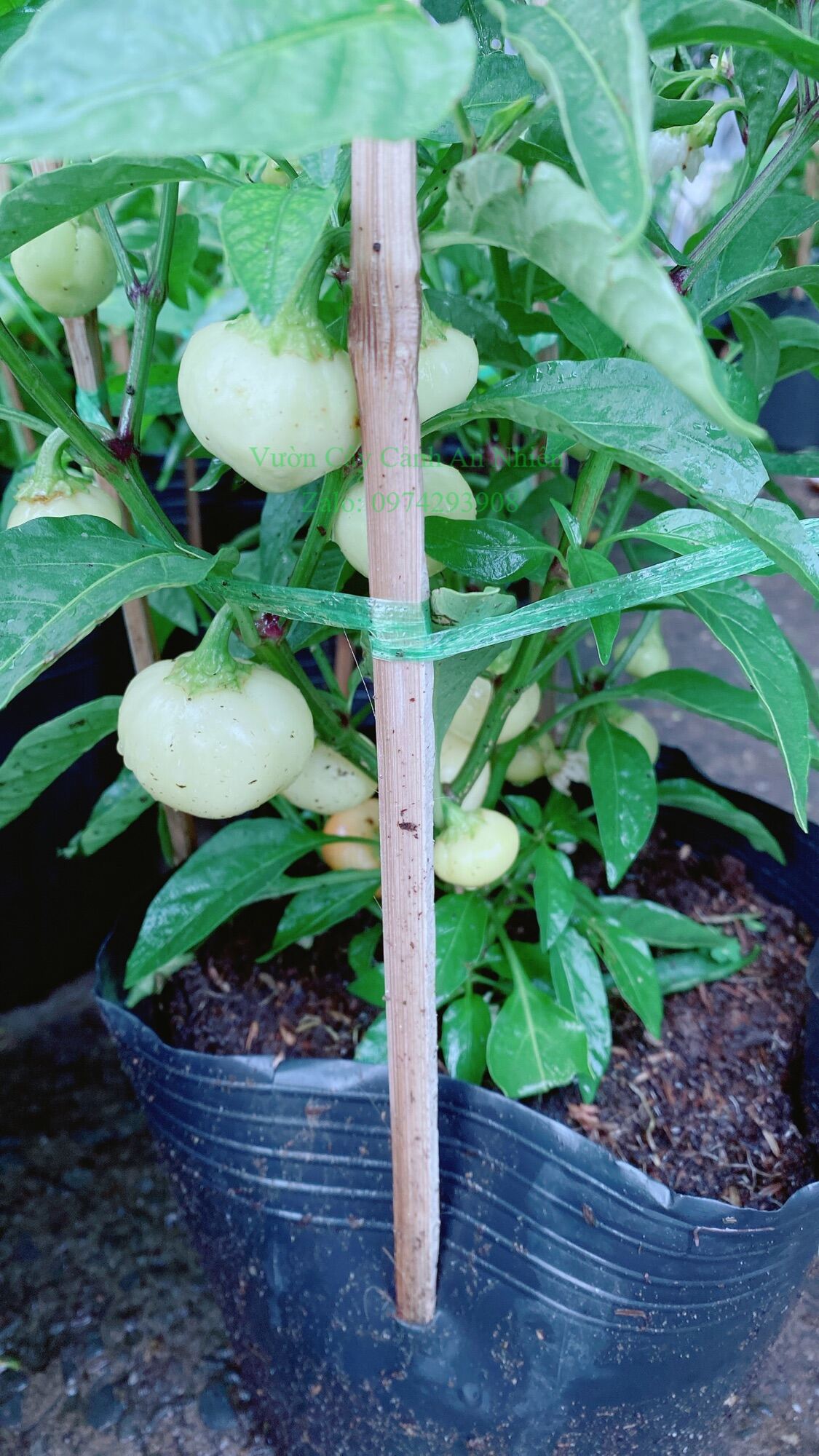 Cây ớt cà