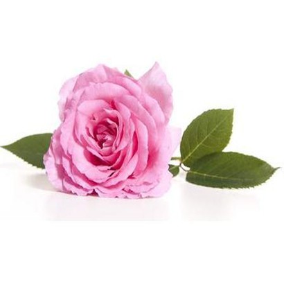 Tinh Dầu Hoa Hồng - Rose Chai 10ml