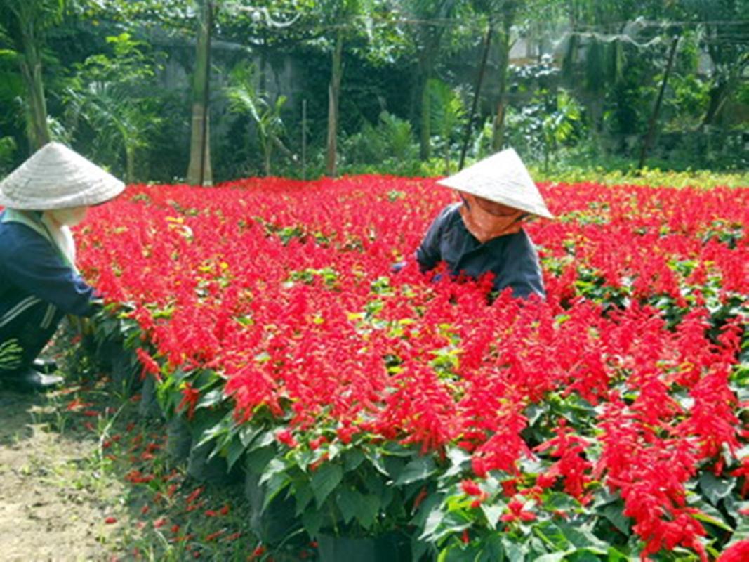 Hạt giống hoa Xác pháo mix