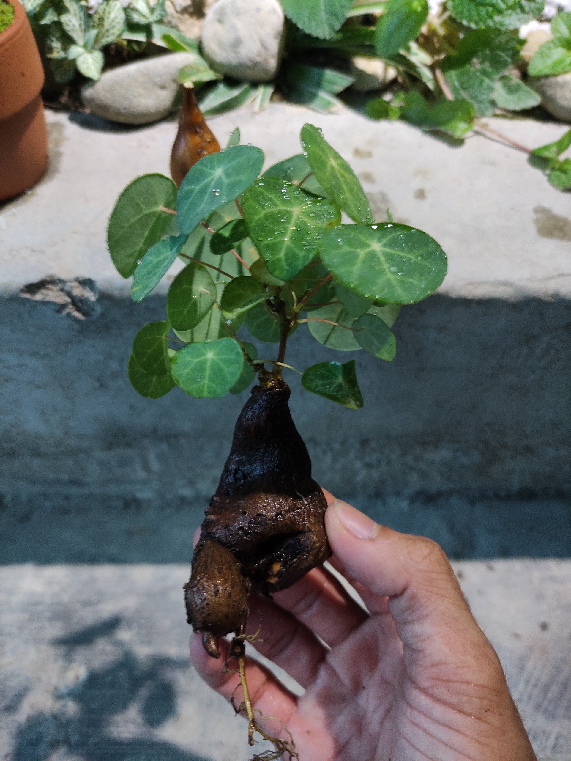 Củ bình vôi