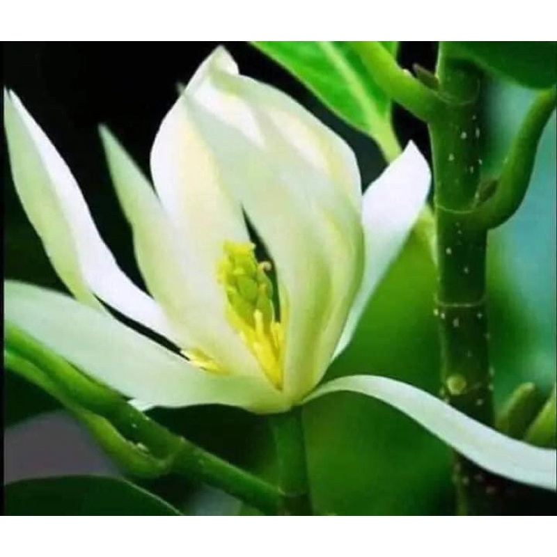 Cây giống Hoa Ngọc Lan