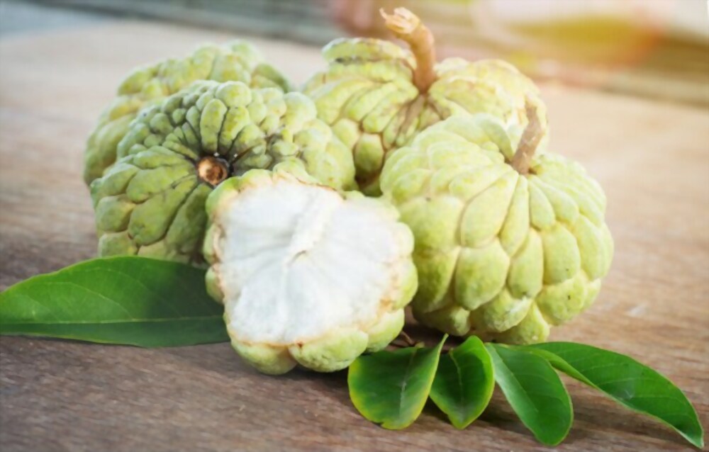 Hạt giống na dai Lạng Sơn( Mãng Cầu)(1gói 10 hạt)