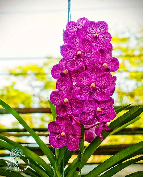 COMBO 5 cây lan VANDA đủ màu (có 16 màu)
