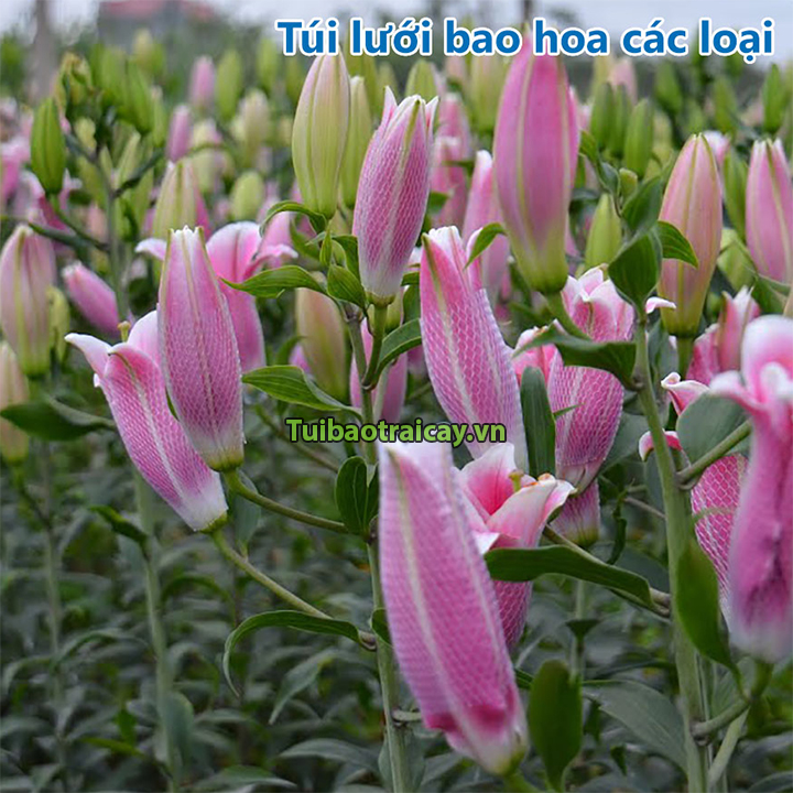 1Kg Túi lưới bao hoa