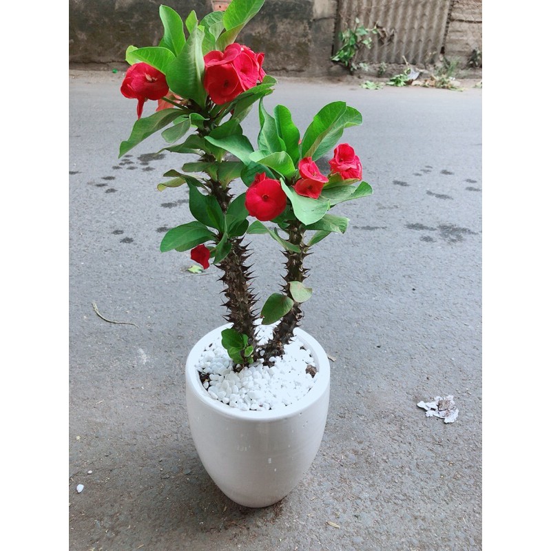 Chậu Xương Rồng Bát Tiên