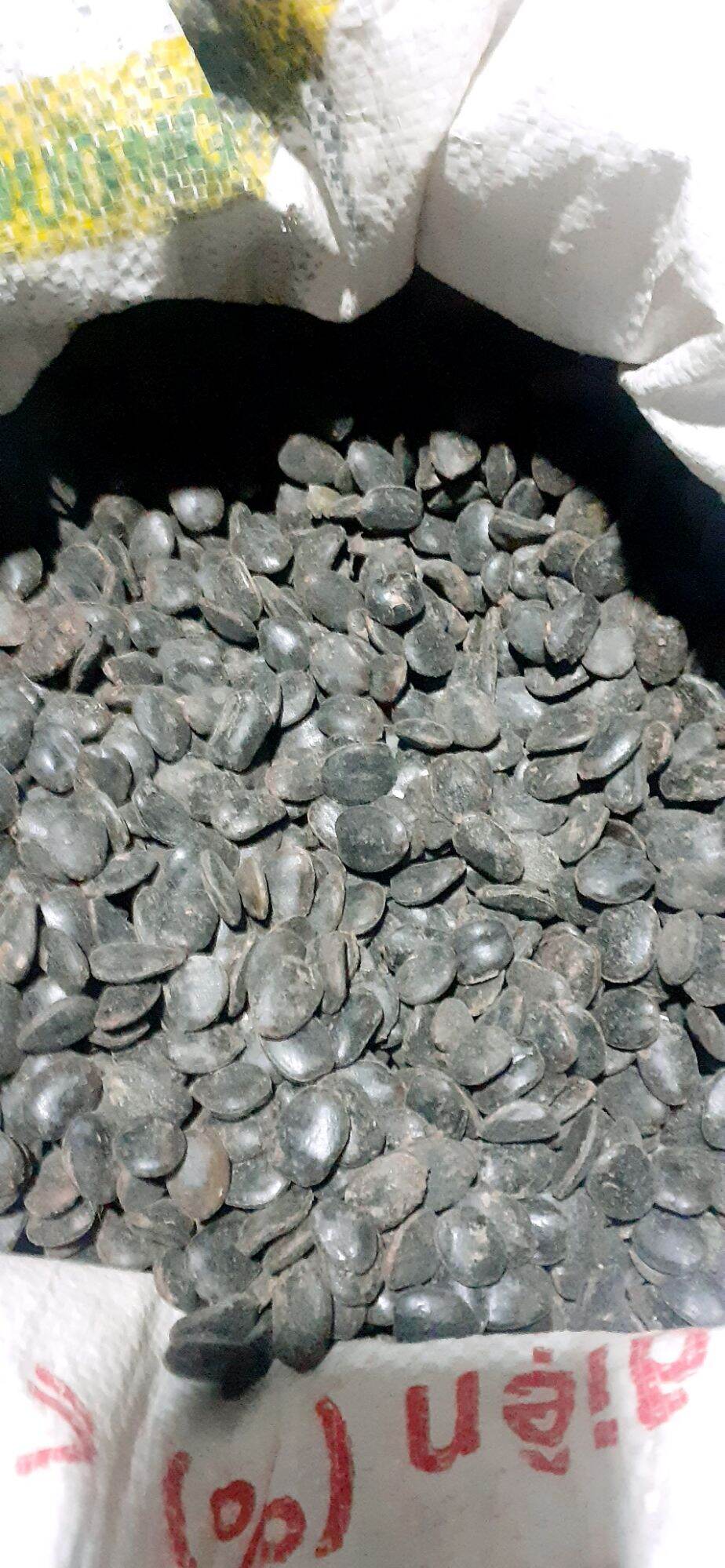 400gram hạt lim xanh giống