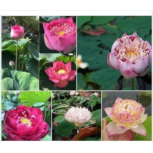 Hạt giống hoa sen bách diệp trăm cánh mix màu - gói 5 hạt
