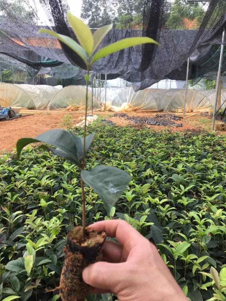 Cây giống mộc hương ta