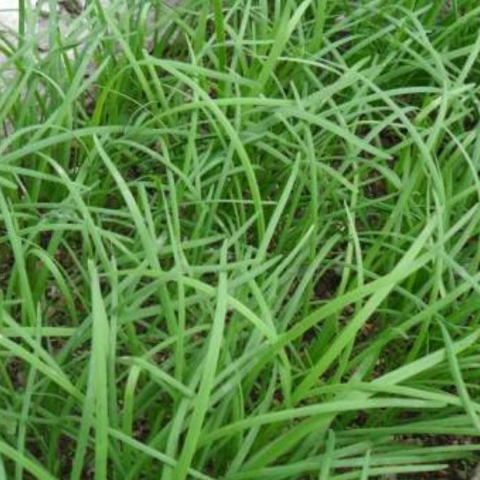 Hạt giống rau Hẹ Ta dể trồng-gói 1gram