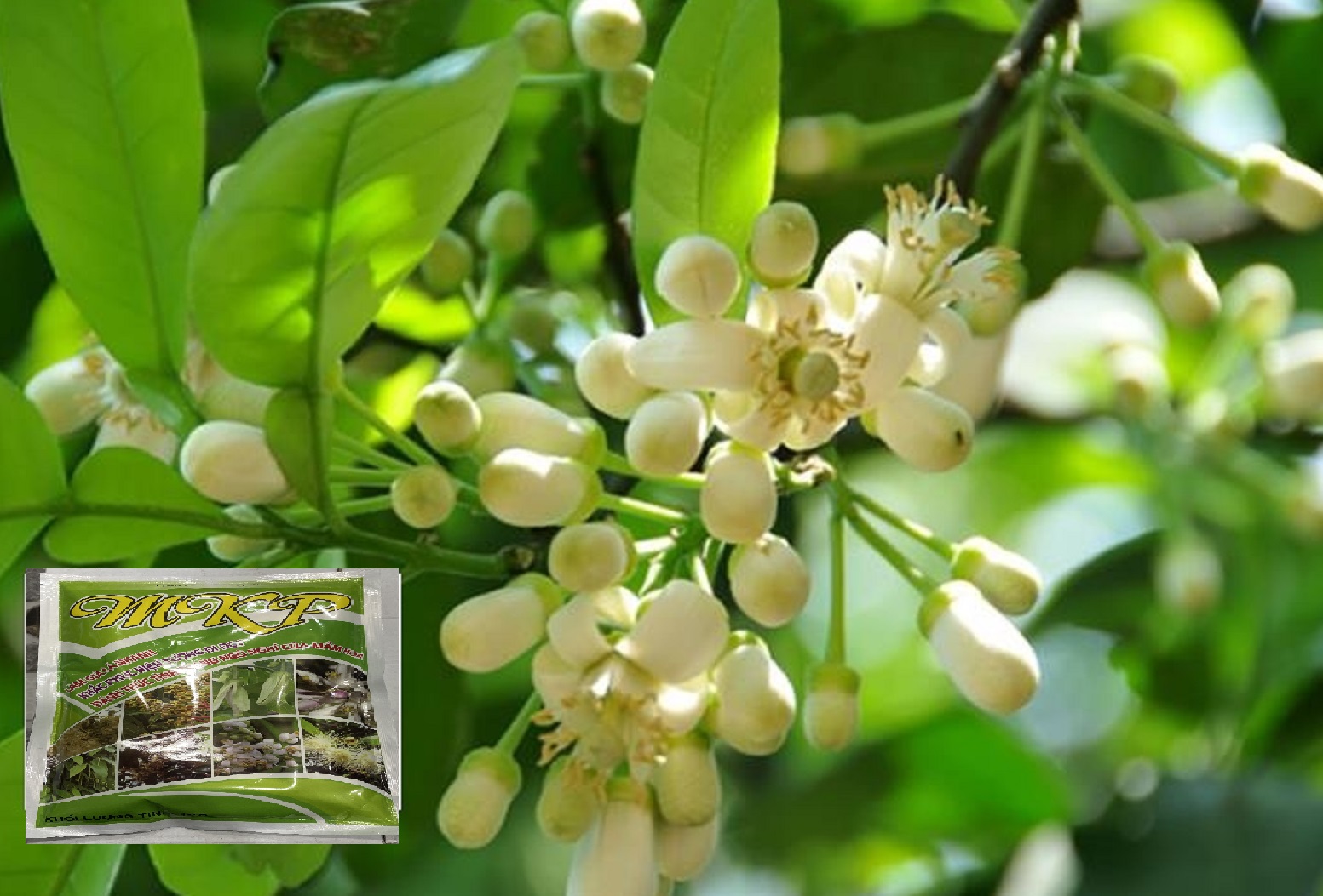 FLOWER Kích bông ra bông đồng loạt trên cây sầu riêng cam chanh quýt bưởi hoa đào hoa mai gói  500 gram (gói)