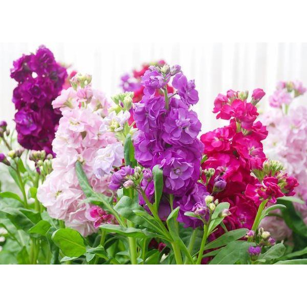 HẠT GIỐNG HOA BUNGA VIOLET F1 - 200 hạt