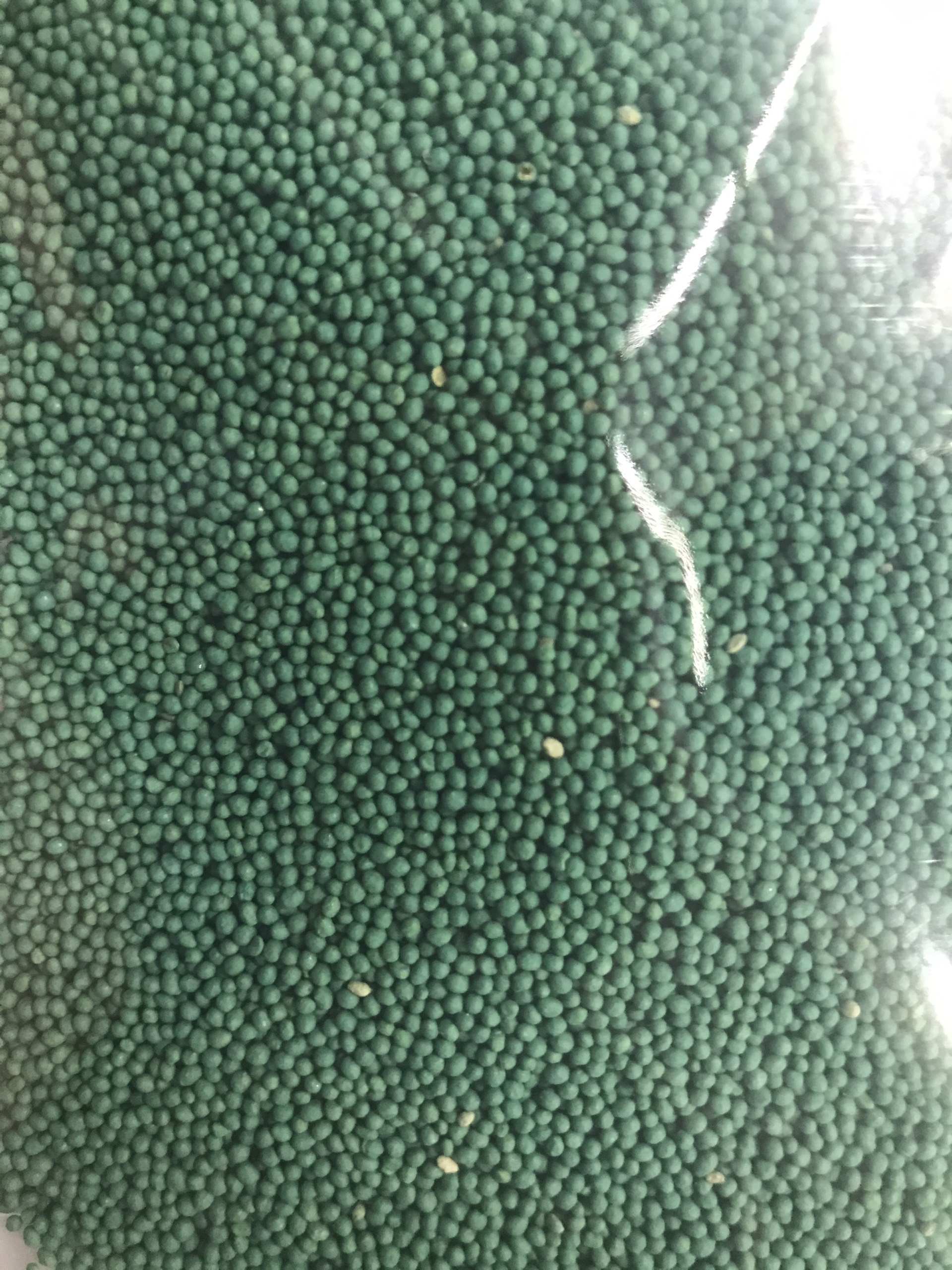 Hạt giống cỏ thảm- cỏ Bermuda -100g