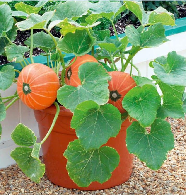 Hạt giống bi ngô mini mix ( bí đỏ tí hon nhiều màu ) 10 hạt/gói