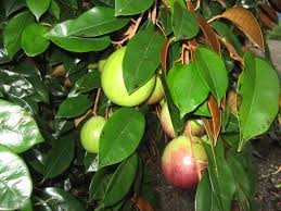 CÂY GIỐNG Vú sữa Lò Rèn