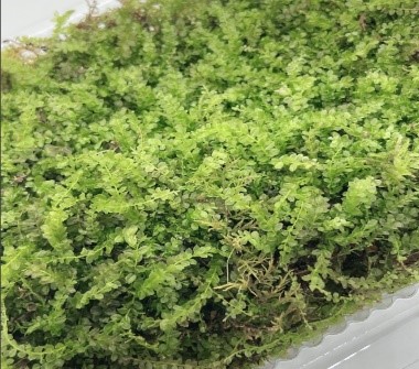 Rêu xạ hương terrarium, bán cạn