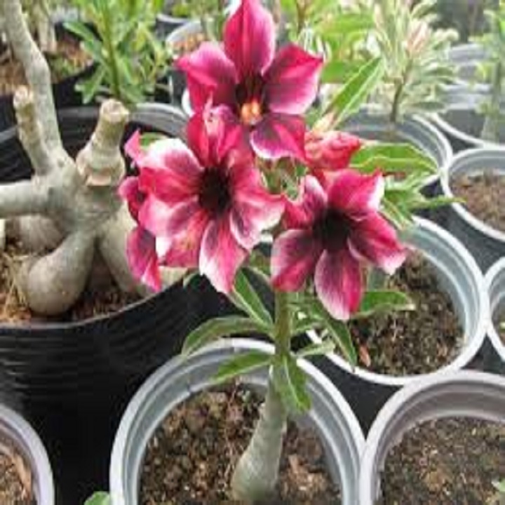 CÂY giống HOA SỨ THÁI CÁNH KÉP "TẤN HỶ "