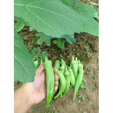 130h - hạt giống đậu bắp xanh thái lan