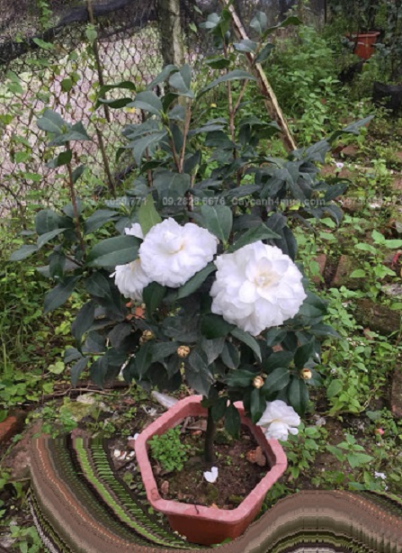 cây giống TRÀ MY TRẮNG